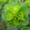 Euphorbia amygdaloides var. robbiae; Mrs. Robb's bonnet spurge