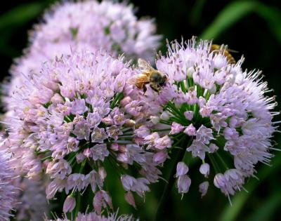 Summer Beauty Allium