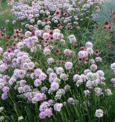 Summer Beauty Allium