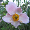 Anemone hupehensis 'Crispa', Parsley&ndash;leaf windflower