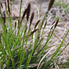 Pennsylvania sedge Detail