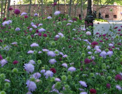 Pincushion Flowers on Pincushion Flower