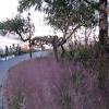 Muhlenbergia capillaris; Pink muhly grass
