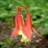 Aquilegia canadensis ; Red columbine