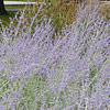 Perovskia atriplicifolia, Russian sage