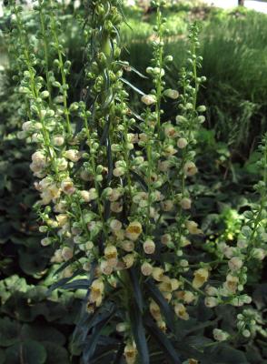 Rusty Foxglove