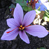 Crocus sativus, Saffron crocus