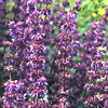 Salvia verticillata 'Purple Rain', Sage