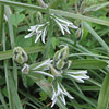 Ornithogalum nutans, Scented bells, Silver bells