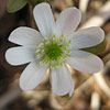 Anemone acutiloba, Sharp&ndash;lobed liverleaf