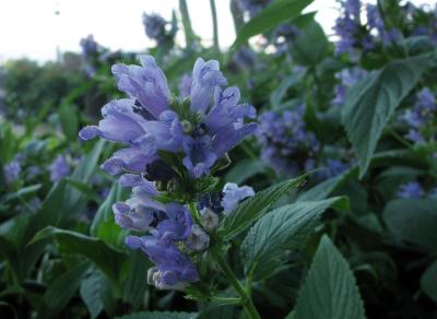 Showy catmint, Japanese catmint Detail