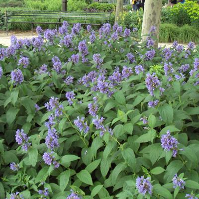 Showy catmint, Japanese catmint