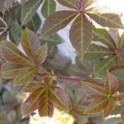 Silvervein creeper Detail