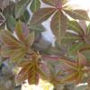 Parthenocissus henryana; Silvervein creeper