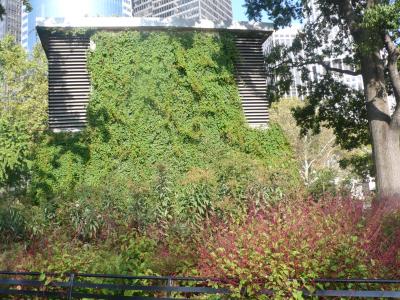 Silvervein creeper
