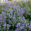Scutellaria incana, Skullcap