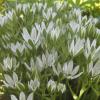 Ornithogalum umbellatum; Sleepydick, Star of Bethlehem