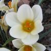 Crocus chrysanthus 'Cream Beauty', Snow crocus