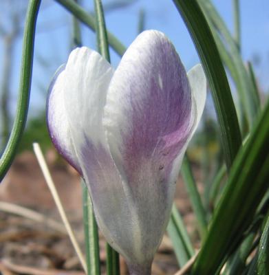 Snow crocus Detail