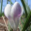 Crocus chrysanthus; Snow crocus