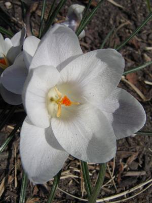Snow crocus