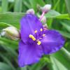 Spiderwort Detail