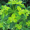 Euphorbia; Spurge