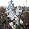 Scilla mischtschenkoana, Squill