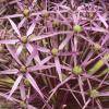 Allium christophii; Star of Persia