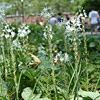 Ornithogalum narbonense, Star of Bethlehem