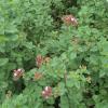 Origanum laevigatum; Sweet marjoram