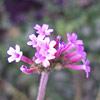 Verbena bonariensis; Tall verbena