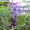 Muscari comosum, Tassel hyacinth