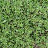 Thymus (Coccineus Group), Red creeping thyme, Wild thyme