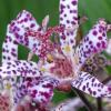 Tricyrtis  'Empress', Toad lily