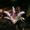 Tricyrtis 'Shimone', Toad lily