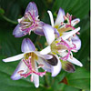 Tricyrtis  'Togen', Toad lily
