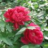 Paeonia suffruticosa; Tree peony