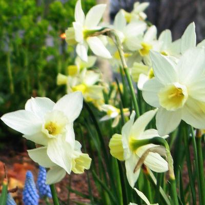 The Battery Plant Database Daffodil, Narcissus 39;Silver Chimes39; The Battery Plant Database Daffodil, Narcissus 39;Silver Chimes39;