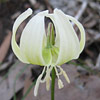 Erythronium  'White Beauty', Trout lily