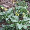 Erythronium  'Pagoda', Trout lily