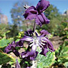 Clematis heracleifolia  'China Purple', Tube clematis