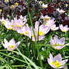 Tulipa bakeri  'Little Wonder', Tulip