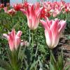 Tulipa 'Holland Chic', Tulip