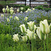 Tulipa 'Spring Green', Tulip