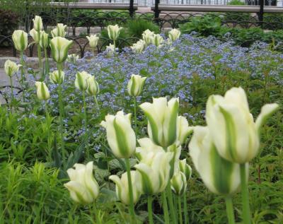 http://www.thebattery.org/images/plants/tulip52.jpg