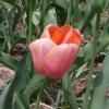 Tulipa; Tulip