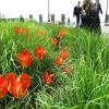 Tulipa wedenskyi 'Henry Hudson', Tulip