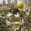 Tulipa turkestanica, Turkestan tulip