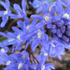 Chionodoxa sardensis, Turkish glory&ndash;of&ndash;the&ndash;snow